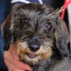 Arthur the Standard Wire-Haired Dachshund