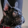 Bruno the French Bulldog
