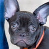 Stitch Alfonso the chocolate French Bulldog