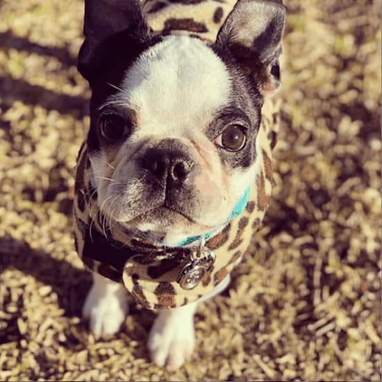 Cutlet BostonTerrier