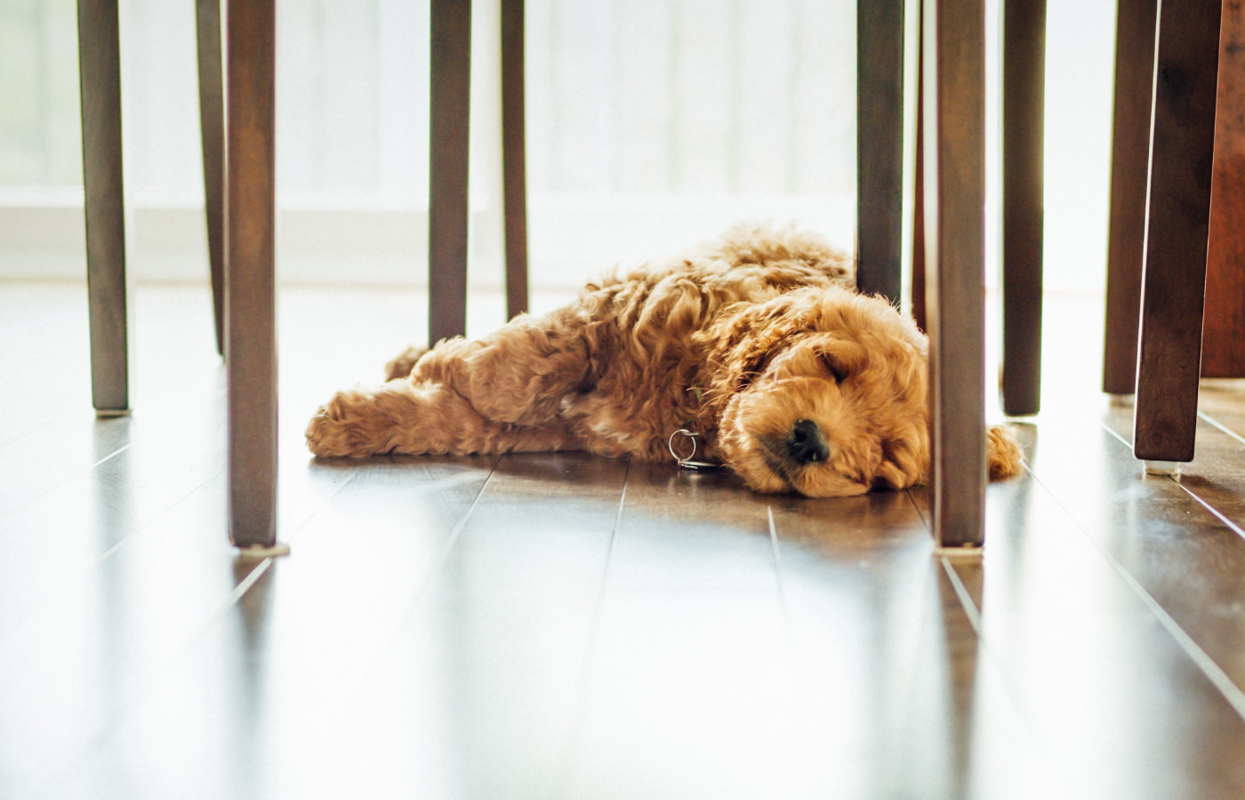 Puppy at home sleeping under the table