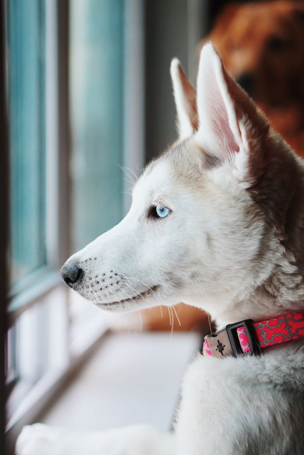Puppy anxiously looking out the window