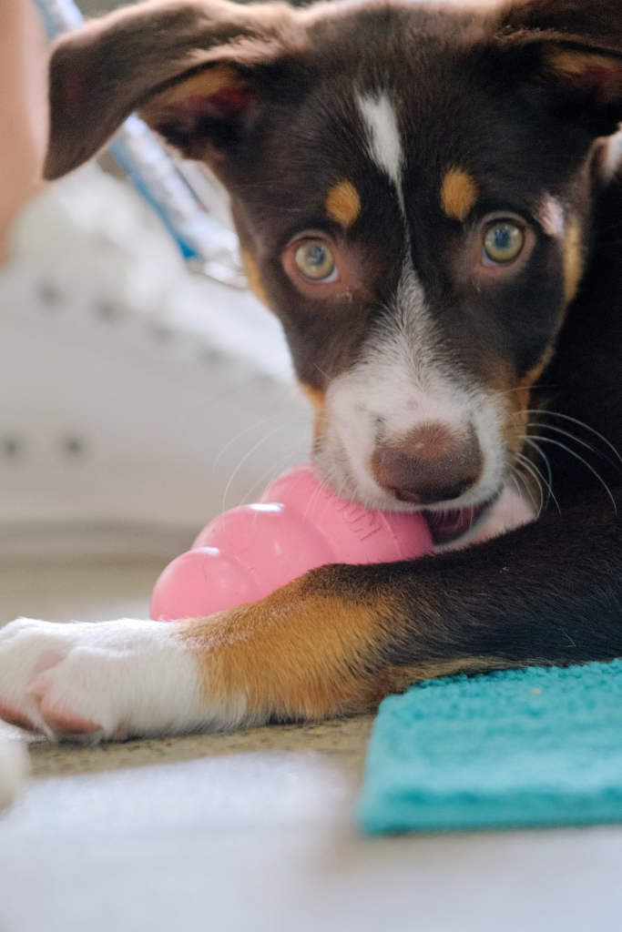 Puppy in class looking at camera