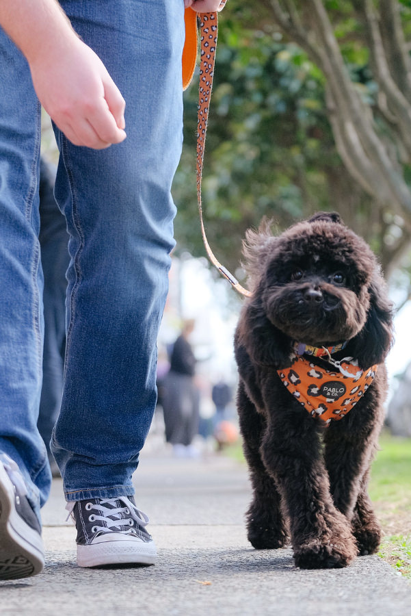 Puppy walking on a loose leash