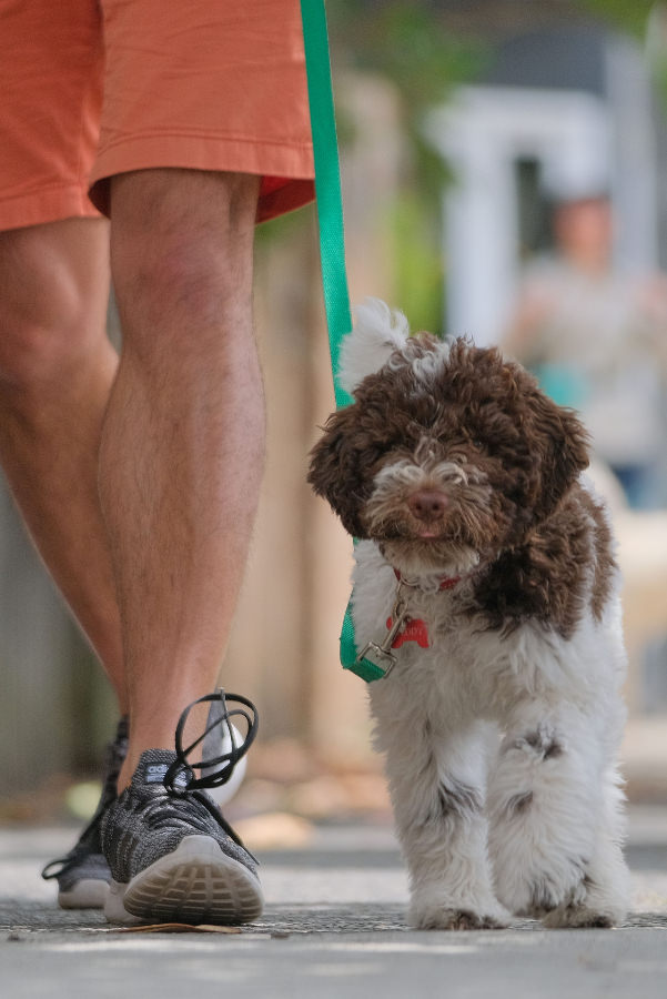 Puppy at home on the bed