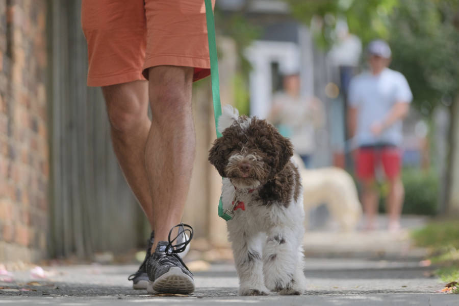 Puppy walking on a loose lead