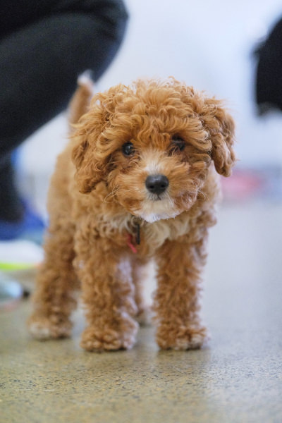 Toy cavoodle puppy socialisation