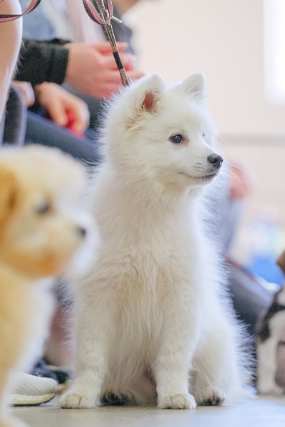 Japanese Spitz puppy attentive and calm