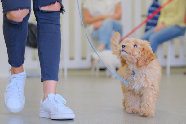 Cavoodle puppy loose leash walking