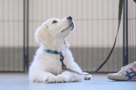 Golden Retriever puppy settle