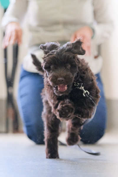 Spoodle puppy come when called