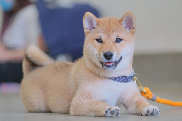 Shiba Inu puppy socialisation