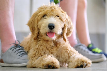 Groodle puppy self-settling