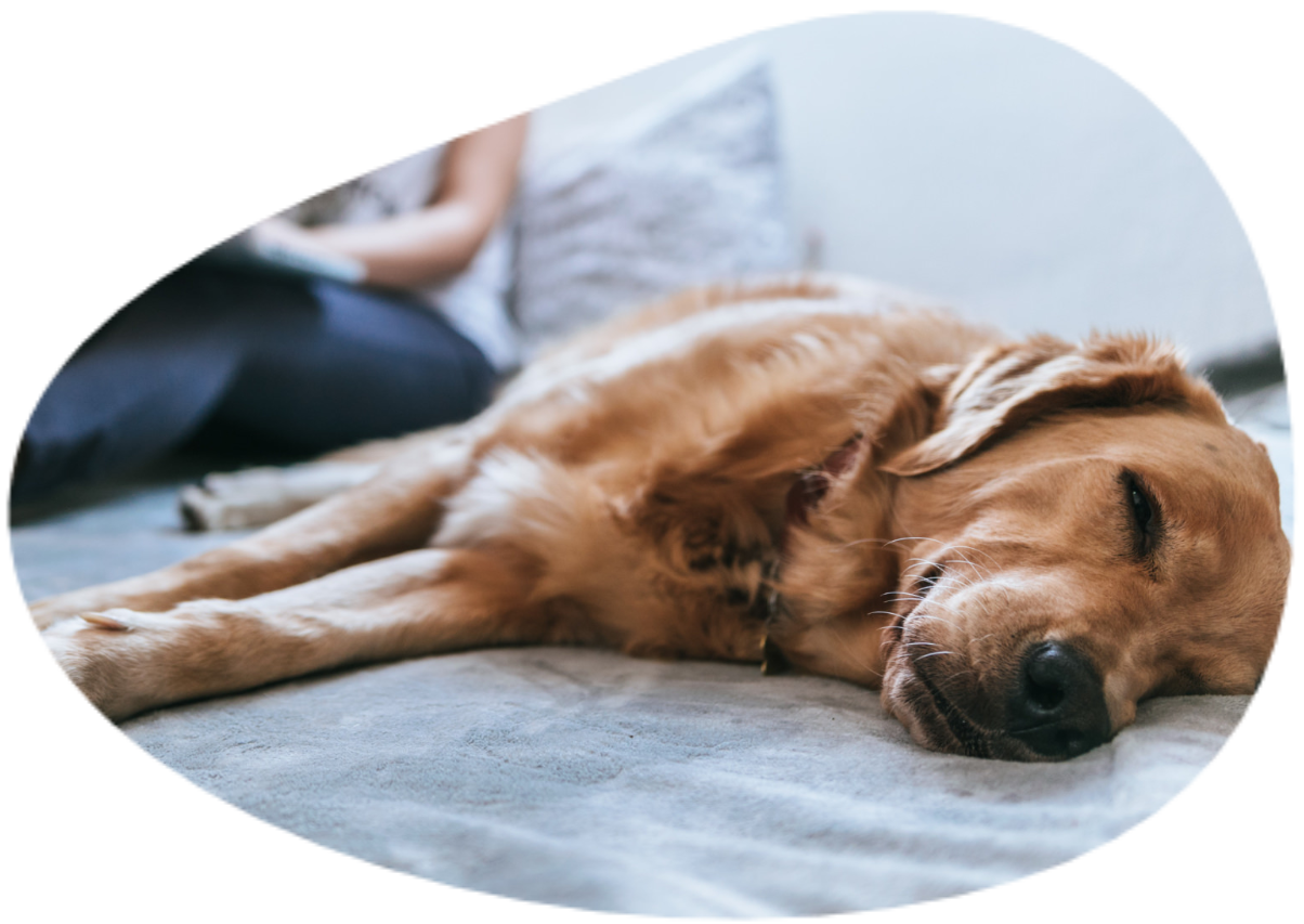 Separation Anxiety Program image