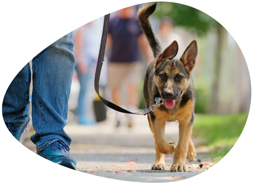 Loose lead walking workshop image